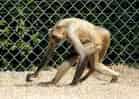 動物図鑑・ジェフロイクモザルの写真 8